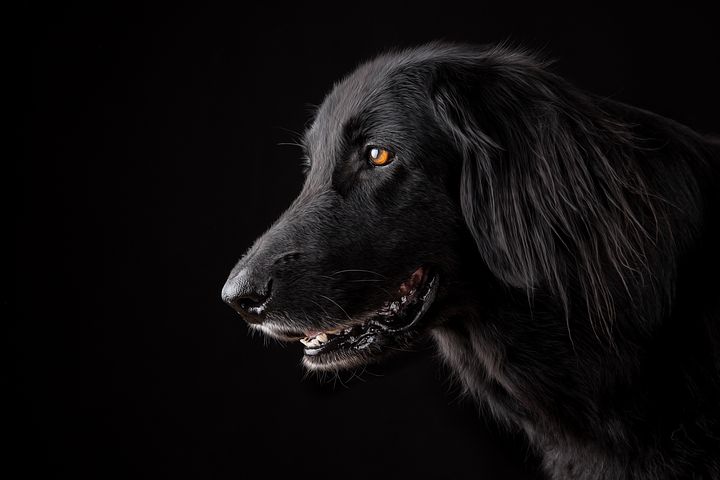 Mon chien a-t-il des problèmes de poils ?