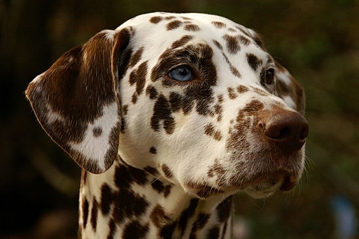 Pourquoi vermifuger son chien ?