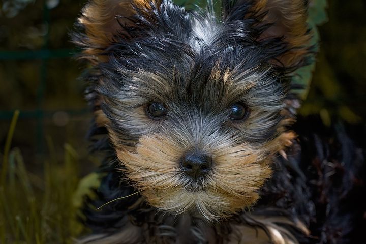Comment faciliter la bonne entente entre un chien et un enfant ?