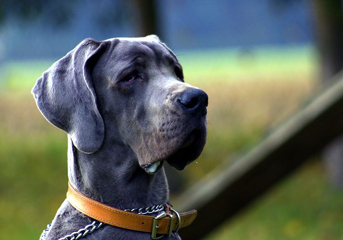 Pourquoi un chien mange parfois de l'herbe ?