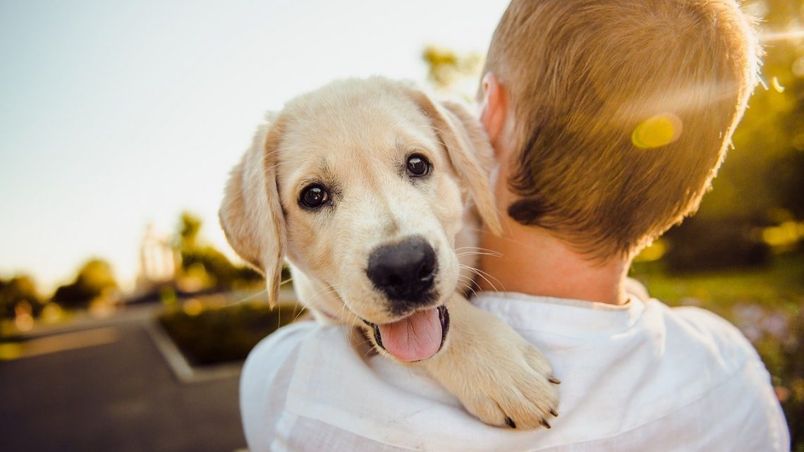 Comment faciliter la bonne entente entre un chien et un enfant ?