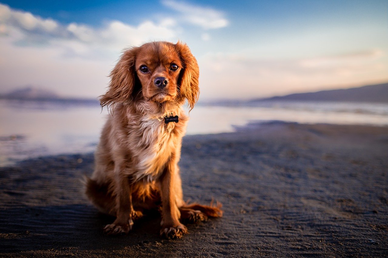 Adopter un chien, une grande joie et des responsabilités