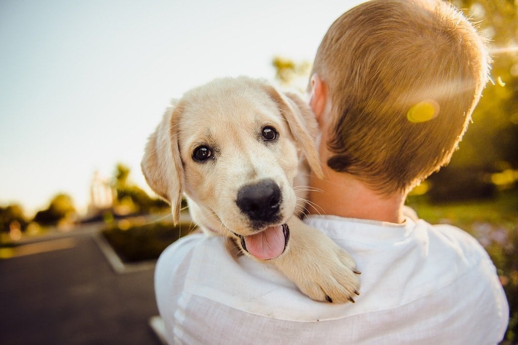 Adopter un chien, une grande joie et des responsabilités