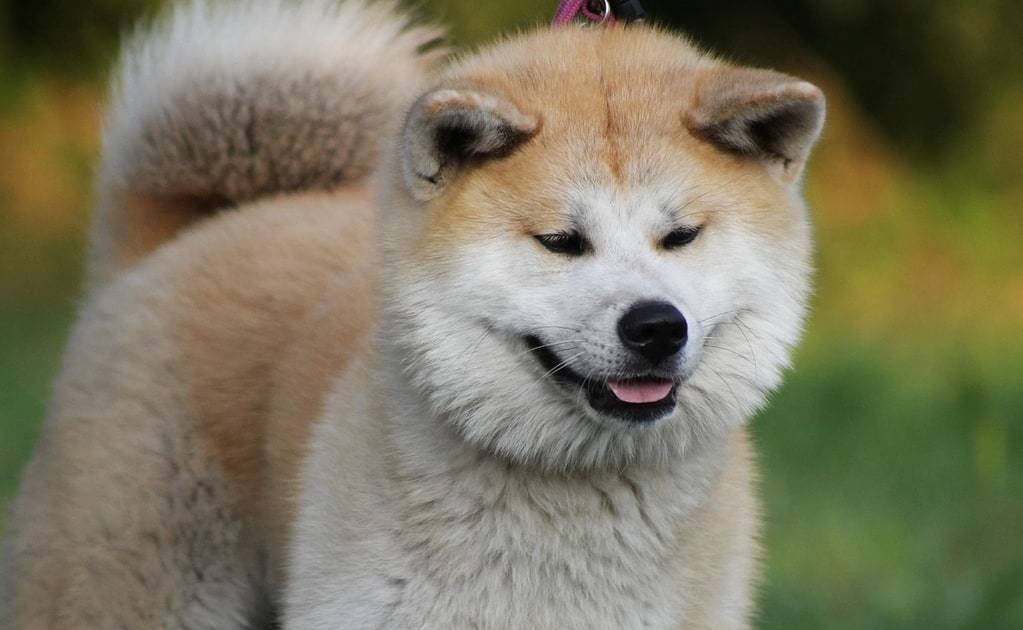 Les races de chiens japonais et leur charme unique