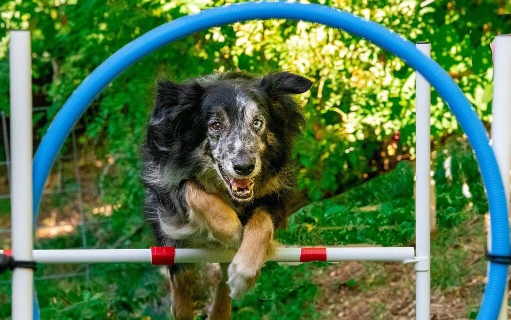 Comment un éducateur canin à Niort transforme la relation avec votre chien  ?