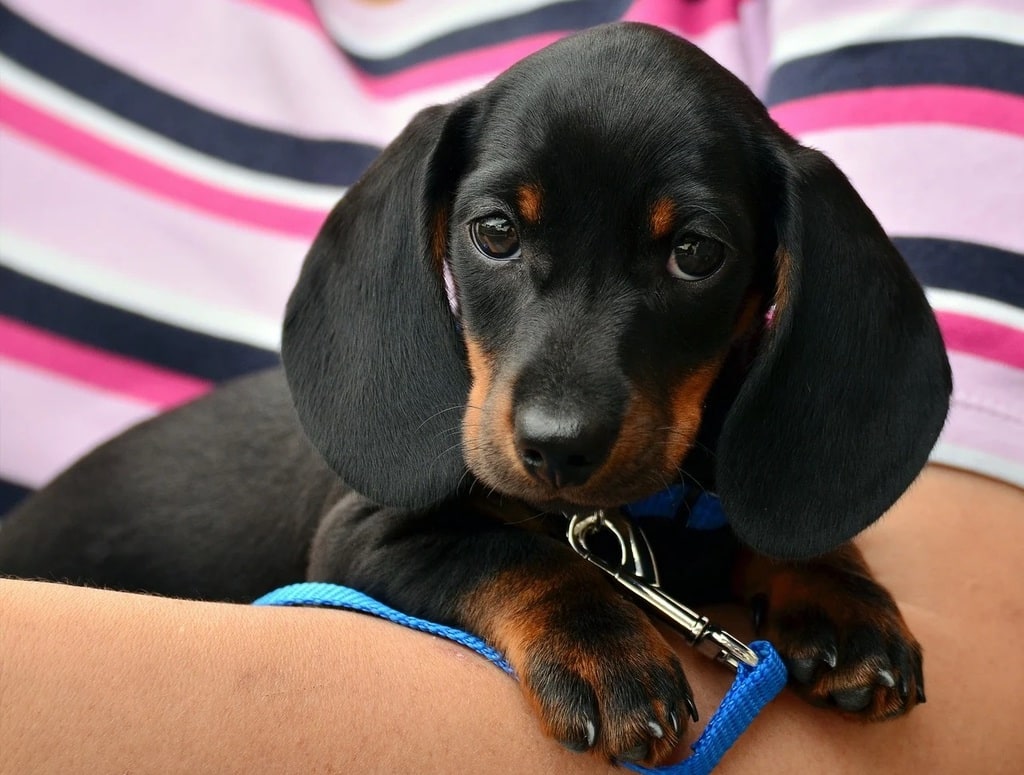 Comment bien commencer le dressage d'un chiot ?