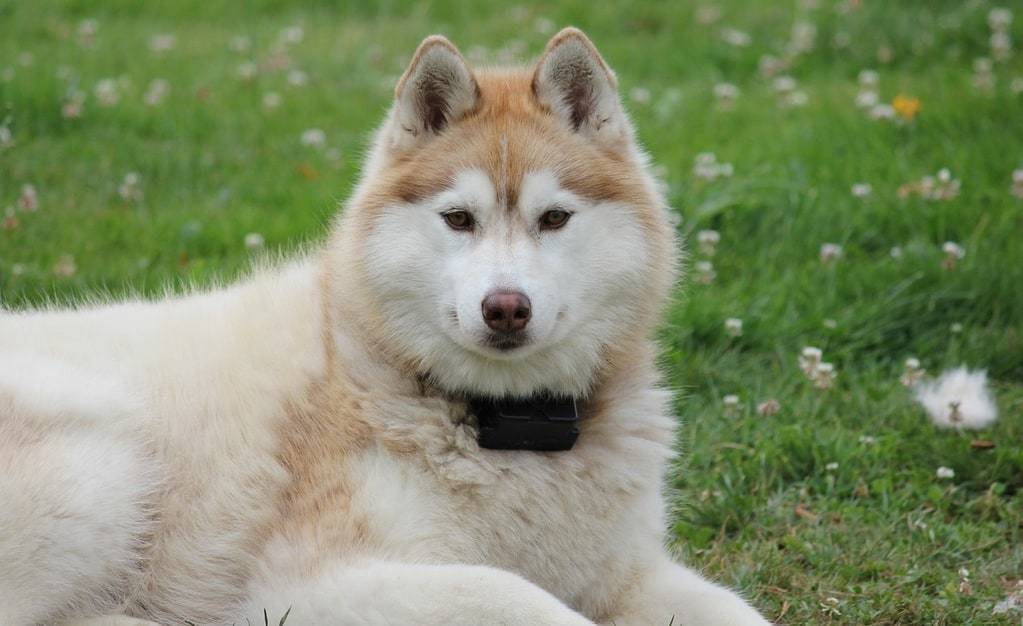 En apprendre plus sur le berger allemand croisé husky
