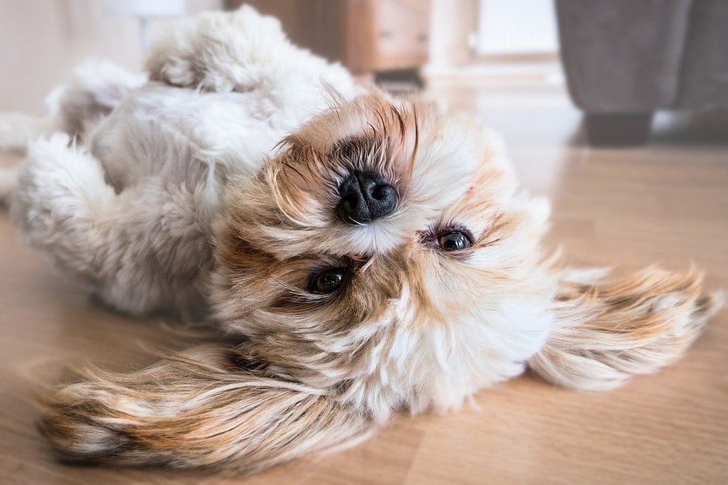 Les solutions indispensables pour lutter contre puces et tiques