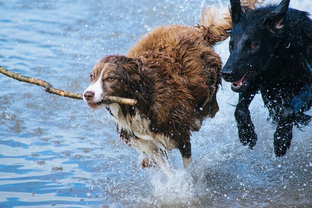 Les règles d'or pour préserver l'hygiène du chien